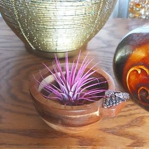 Salt Bowl W/Spoon (Plant Not Included)